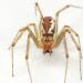 herfsthangmatspin (linyphia triangularis) 9-2012 9948