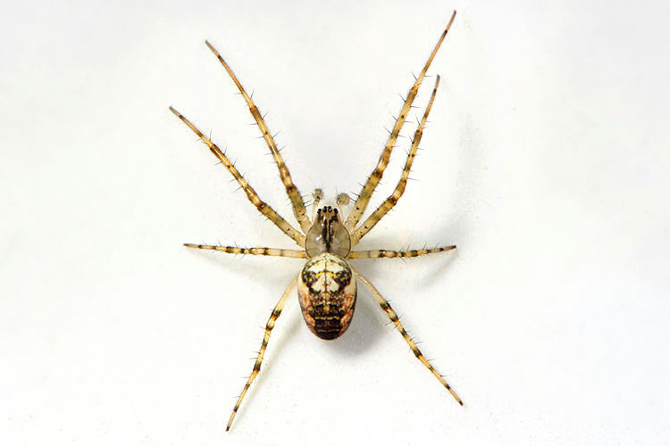 herfstspin (meta segmentata) 9-2012 9799