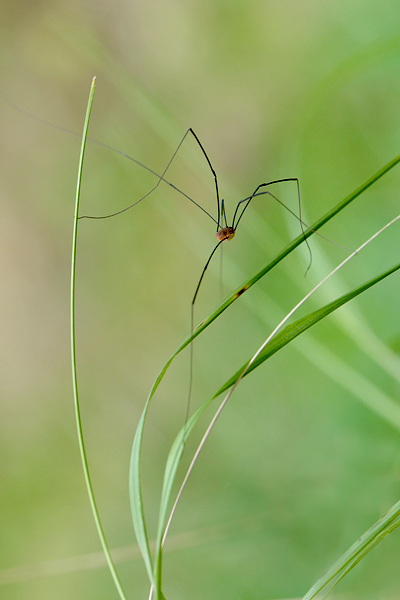 hooiwagen (leiobonum rotundum)