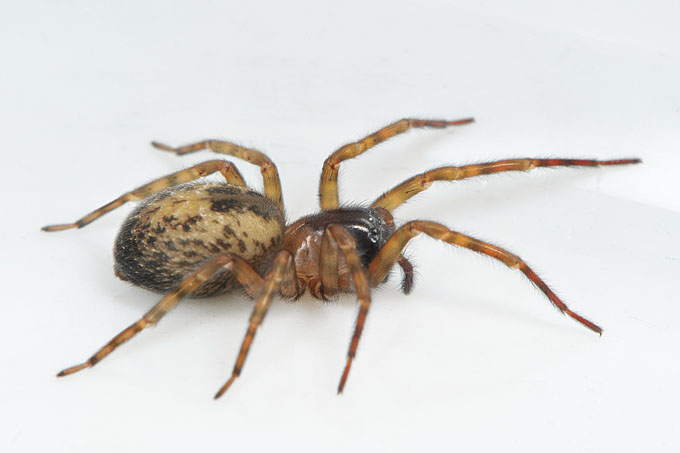 huiskaardespin (amaurobius fenestralis) 4-2012 6530