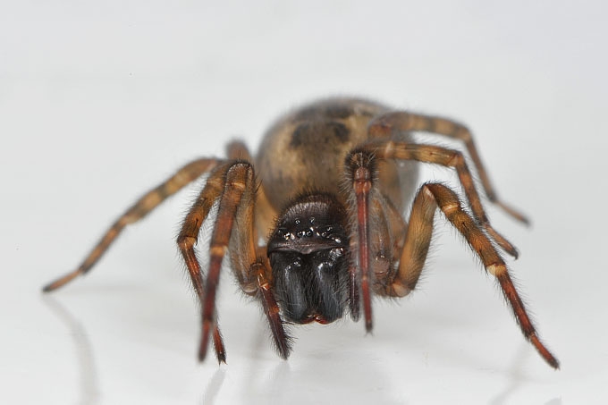 huiskaardespin (amaurobius fenestralis) 4-2012 6592