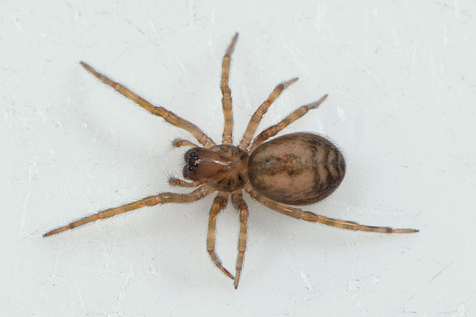 huiskaardespin (amaurobius fenestralis) 4-2012 6770