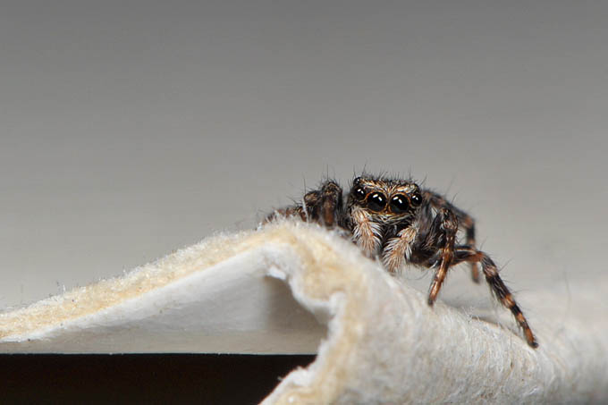 huisspringspin (euophrus lanigera) 2-2012 4629