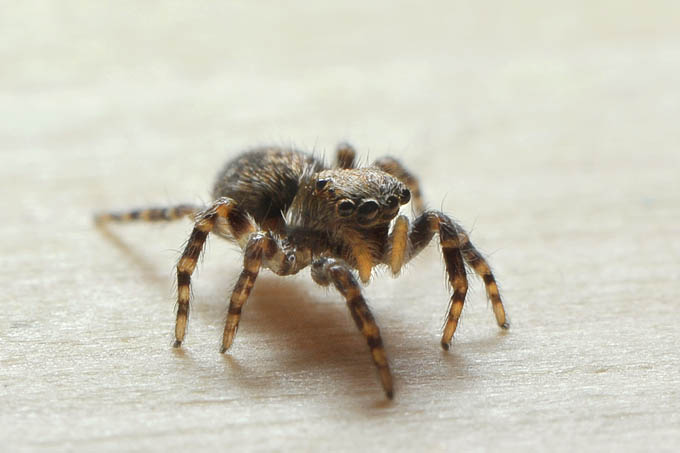 huisspringspin (euophrys lanigera) 01-2012 4311