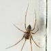 huiswevertje (lepthyphantes leprosus) 12-2011 3310