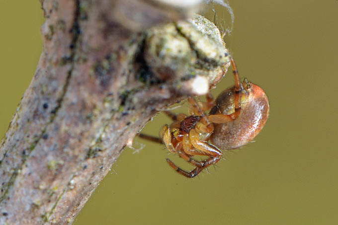 juveniele gewone komkommerspin (araniella cucurbitina) 3-2012 5271