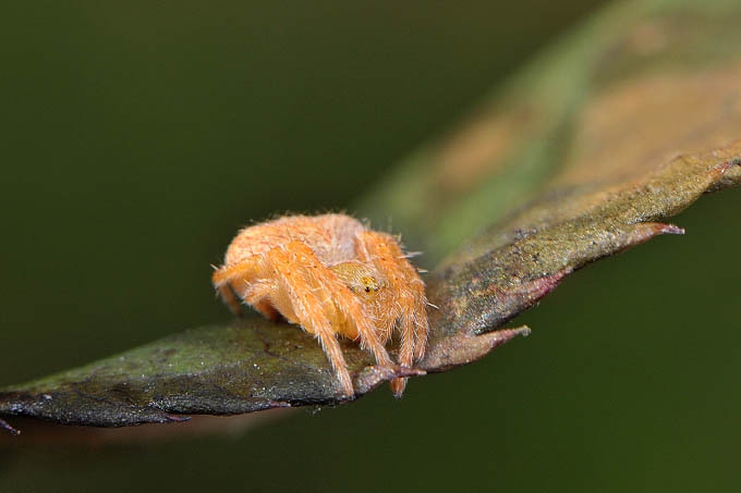 juveniele kruisspin (araneus diadematus) 3-2012 5312