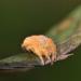 juveniele kruisspin (araneus diadematus) 3-2012 5312