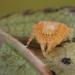 juveniele kruisspin (araneus diadematus) 3-2012 5315