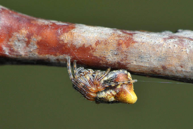 kegelspin (cyclosa conica) 3-2012 5291