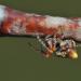 kegelspin (cyclosa conica) 3-2012 5293