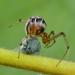 kleine wigwamspin (theridion sisyphium) 6-2012 9137