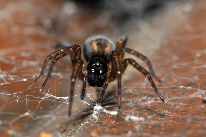 koffieboonspin (steatoda bipunctata)