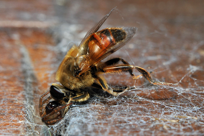 koffieboonspin (steatoda bipunctata)