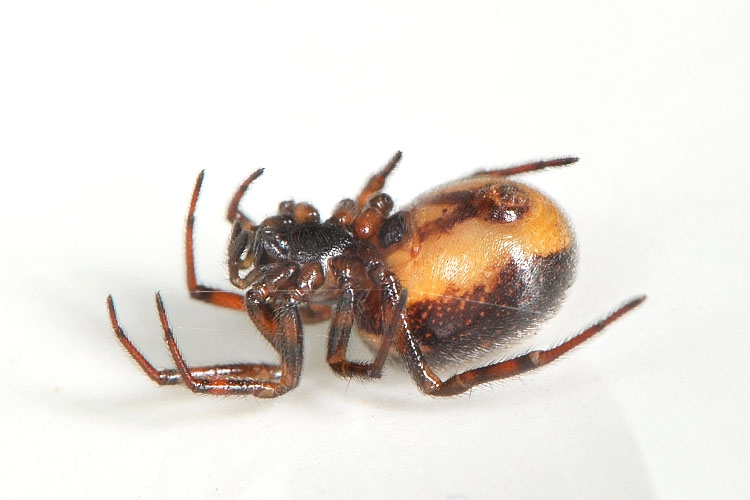 koffieboonspin (steatoda bipunctata) 7-2012 9379