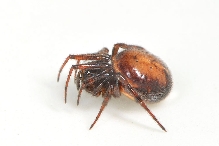 koffieboonspin (steatoda bipunctata) 7-2012 9409