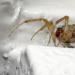 kogelspin (theridiidae sp)