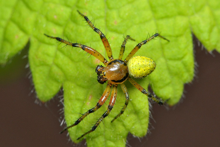 komkommerspin (araniella cucurbitina) 5-2012 8469