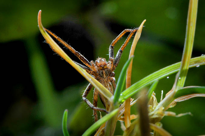 kraamwbspin (pisaura mirabilis) 12-2011 3518