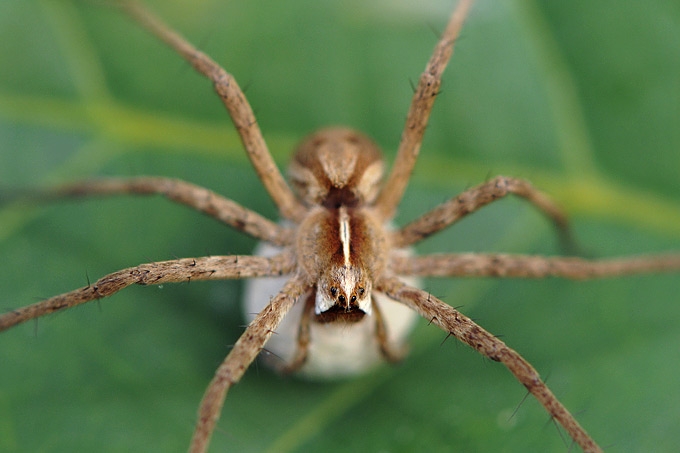 kraamwebspin (pisaura mirabilis)