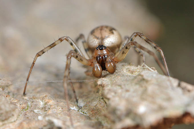 lentehangmatspin (Neriene montana) 3-2012 5229