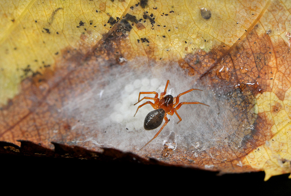 moerasknobbelkopje (hypomma bituberculatum) 7-2012 9528