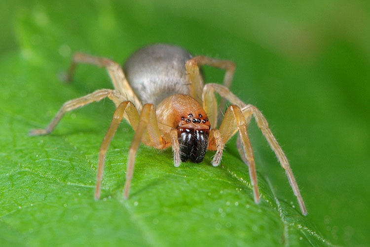 muisspin (drassodes cupreus) 5-2012 8488