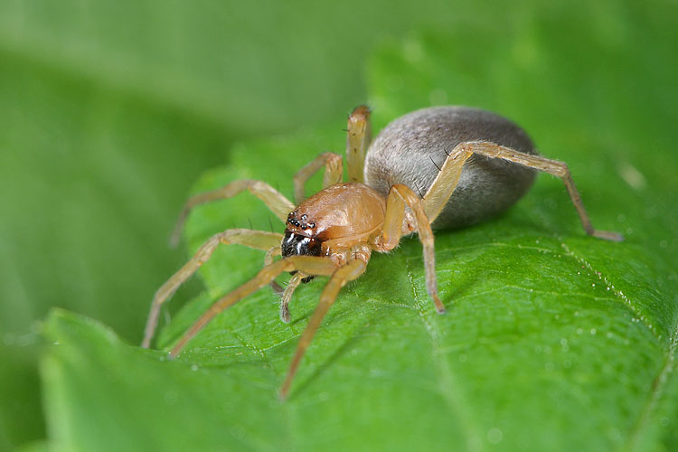 muisspin (drassodes cupreus) 5-2012 8490