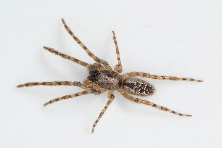 muurzesoog (segestria bavarica) 6-2012 8948