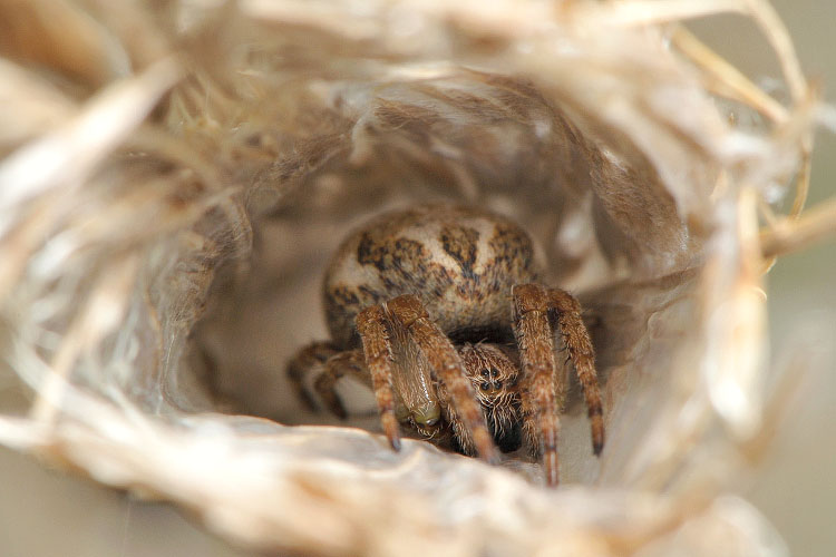 rietkruisspin (larinioides cornutus) 5-2012 8388