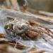 rietkruisspin (larinioides cornutus) 5-20128396