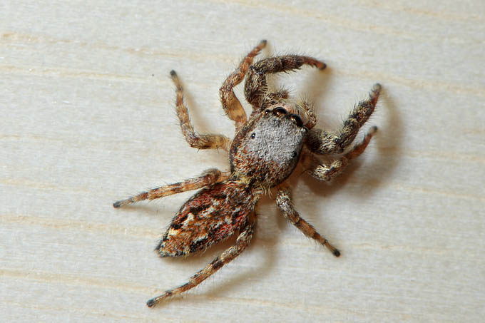 schorsmarpissa (marpissa muscosa fem.) 12-2011 3714