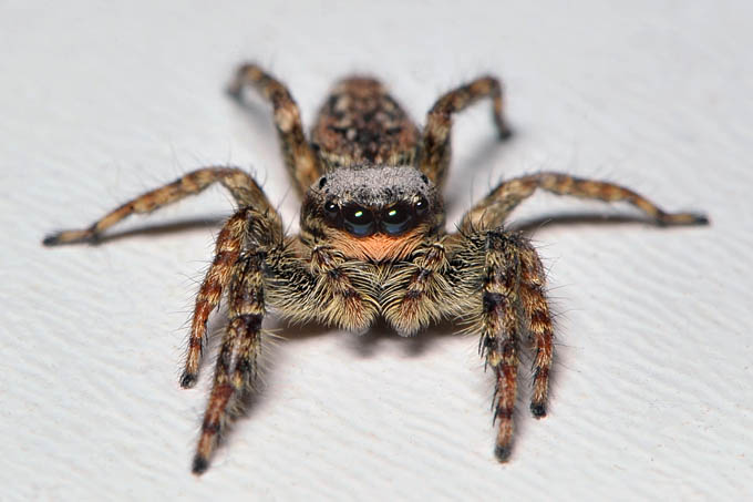 schorsmarpissa (marpissa muscosa fem.) 12-2011 3734