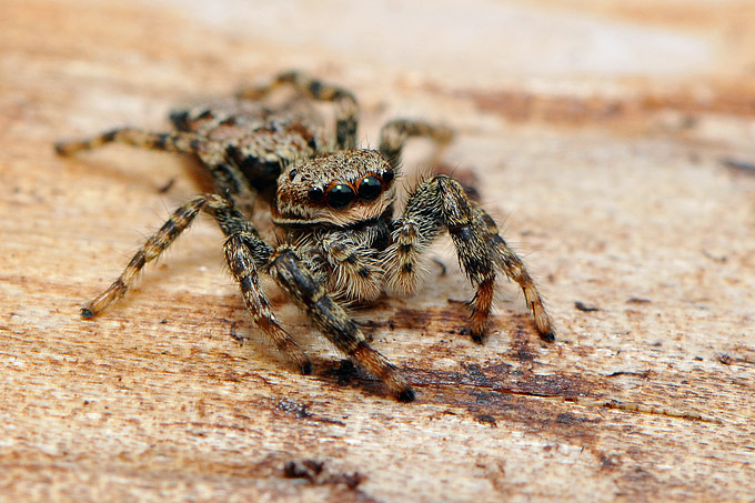 schorsmarpissa (marpissa muscosa)