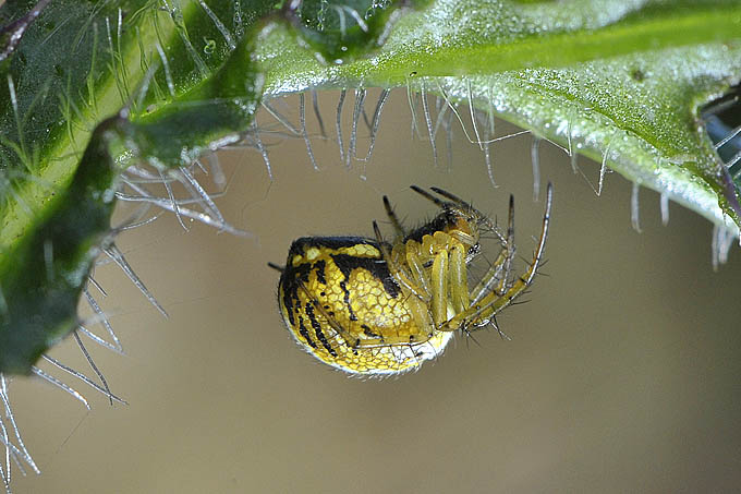 spinnetje 05-2011 7668