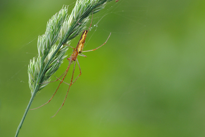 strekspin (tetragnatha extensa)