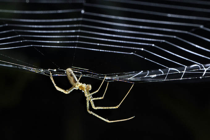 strekspin (tetragnatha sp.) 9-2011 4526