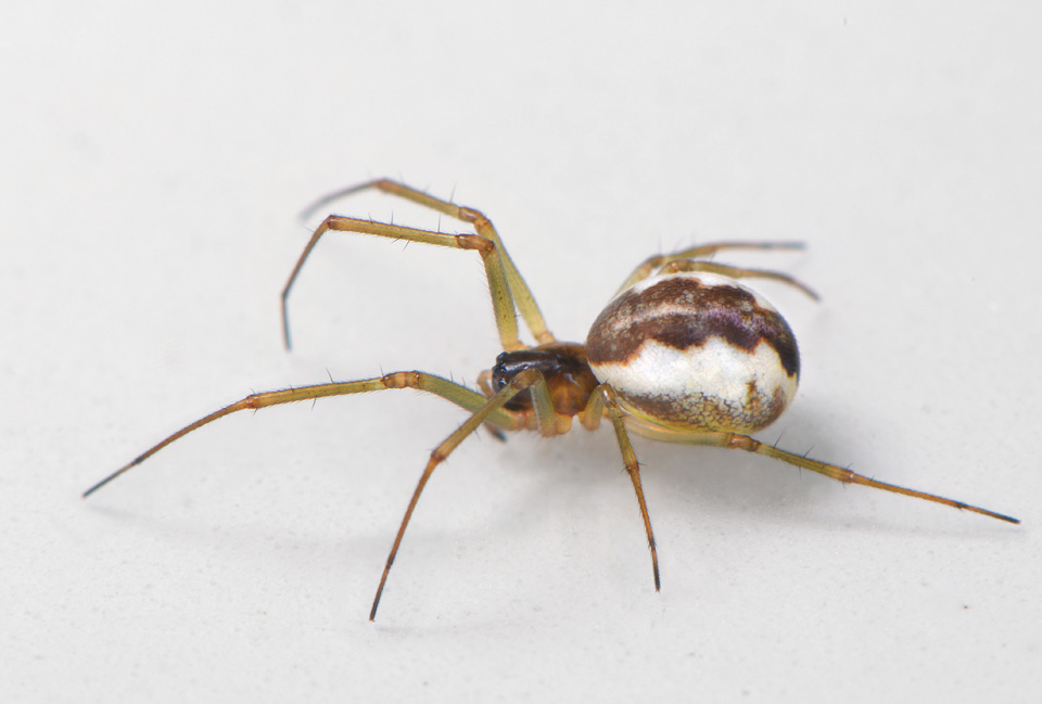 struikhangmatspin (Neriene peltata) 5-2014 9509