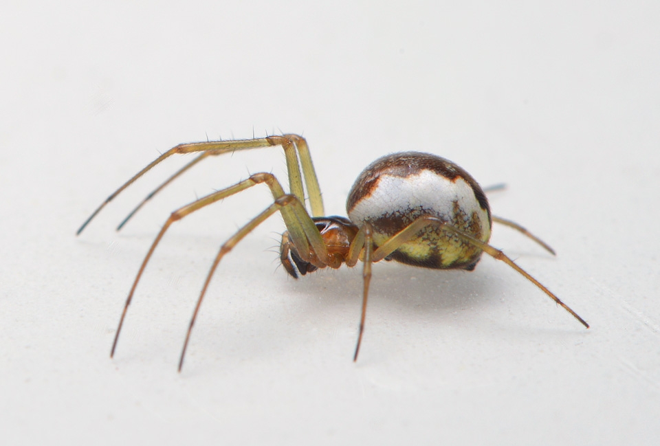 struikhangmatspin (Neriene peltata) 5-2014 9524