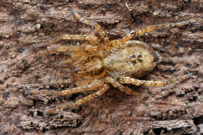 struikspin (anyphaena accentuata) 3-2012 5344