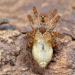 struikspin (anyphaena accentuata) 3-2012 5350