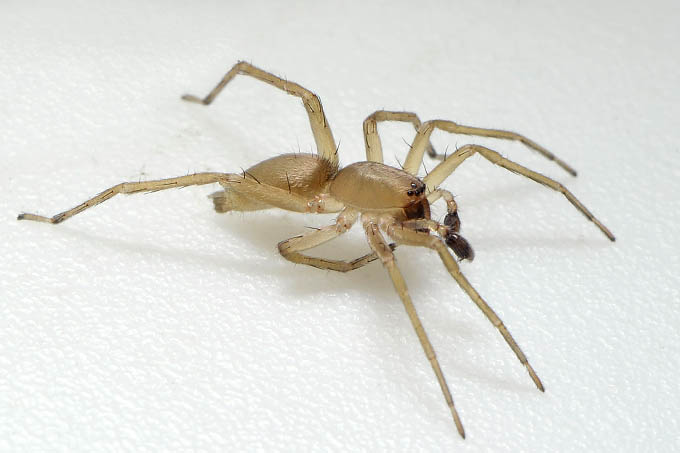 struikzakspin (clubiona terrestis) 11-2011 1318