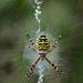 tijgerspin (argiope bruennichi)