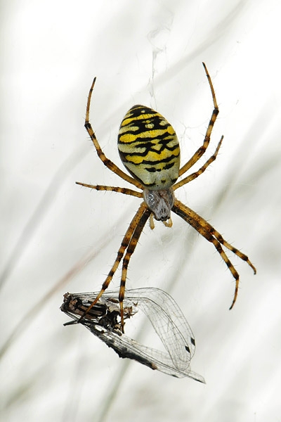 tijgerspin (argiope bruennichi)