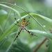 tijgerspin (argiope bruennichi)