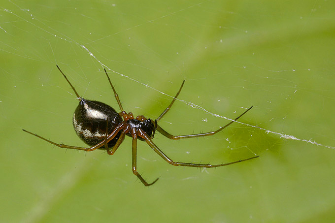 tuinhangmatspin (linyphia hortensis)