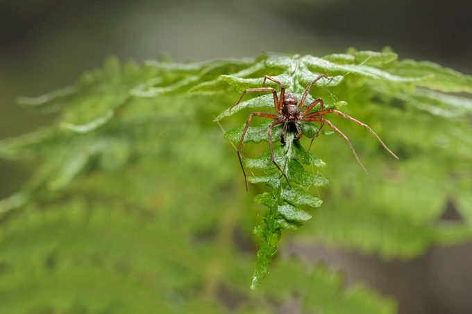 tuinrenspin (philodromus aureolus)