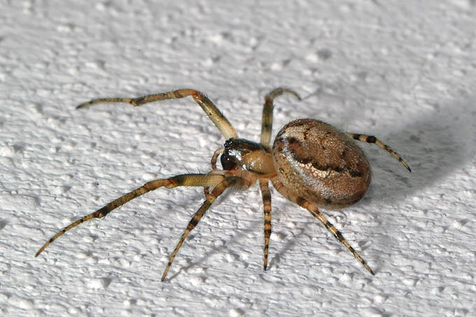 venstersectorspin (zygiella x-notata) 11-2011 2630