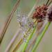 vervellende wespspin (argiope bruennichi) 7-2014 0128