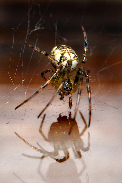 visgraatje (theridion varians)